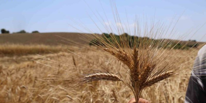Adana’da ata tohumu karakılçık buğdayı yeniden üretime kazandırıldı