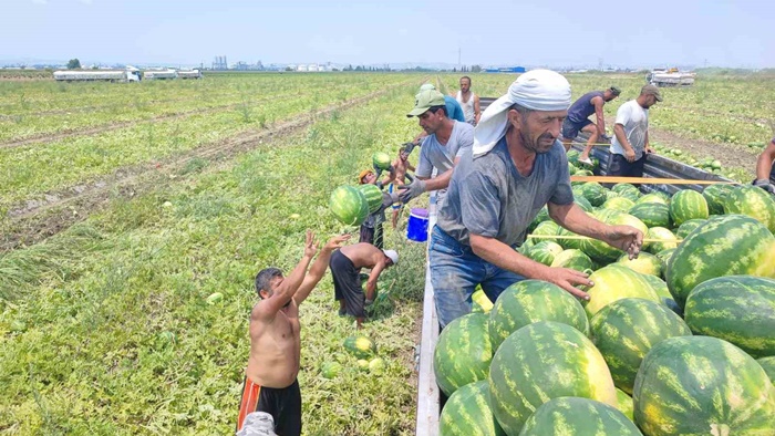 40 derece sıcakta karpuz işçilerinin ekmek mücadelesi