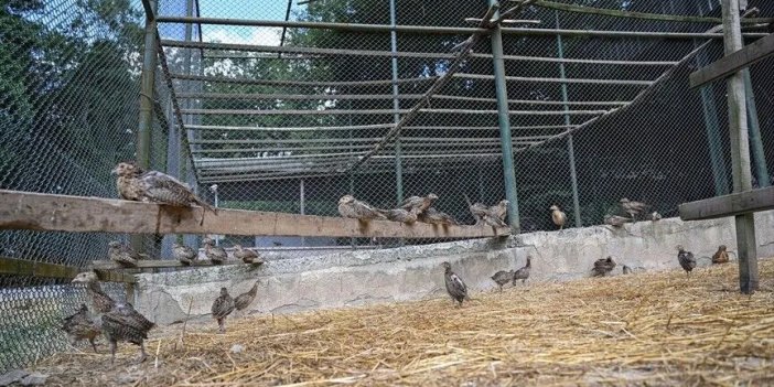 İstanbul'da yetiştirilen sülünler, Türkiye'nin birçok yerinde keneyle mücadelede kullanılıyor