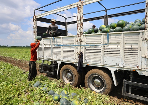 Adana'da karpuz hasadında sona gelindi
