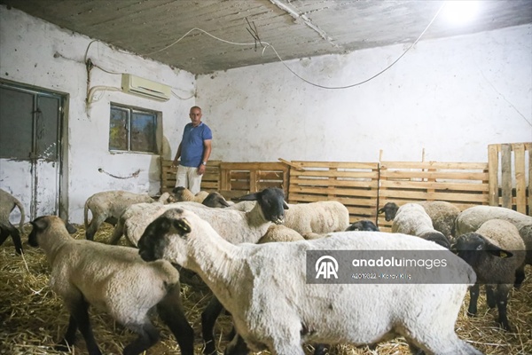 Adanalı besici sıcaktan etkilenen koyunlarını klimalı ahırda serinletiyor