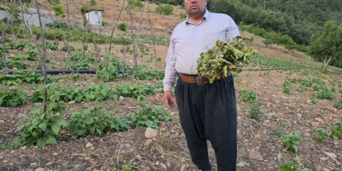 Çekirgeler üreticinin kabusu oldu