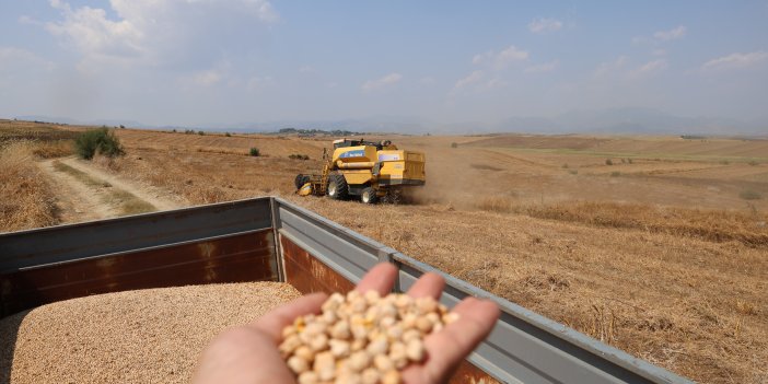 Nohutta hasat başladı: Tarlada kilosu 30-35 lira