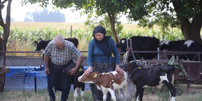 40 yıllık besici çiftin, "yüz binde bir görülen" üçüz buzağı sevinci