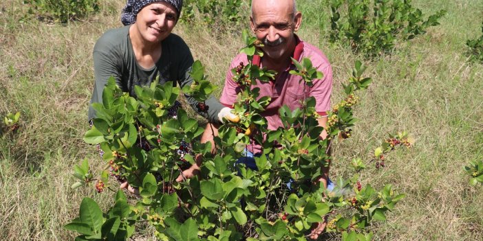 Emekli ikramiyesiyle bakımsız tarlayı aronya bahçesine dönüştürdü