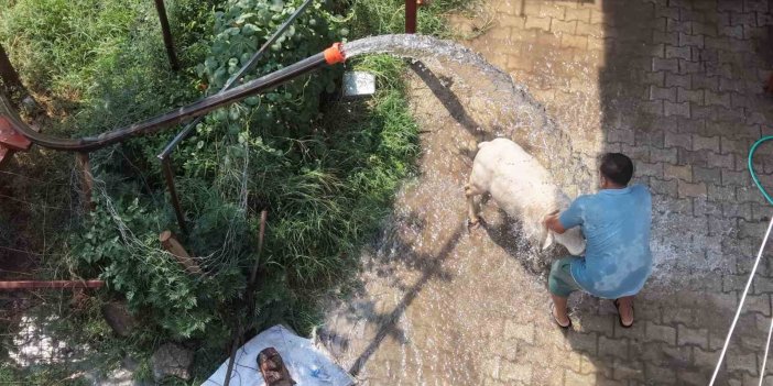 Adana’da 42 derece sıcaklıkta koyunları buzlu ve soğuk suyla serinletme