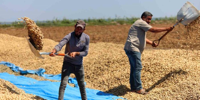 Yer fıstığında hasat başladı: 135 bin ton rekolte hedefleniyor
