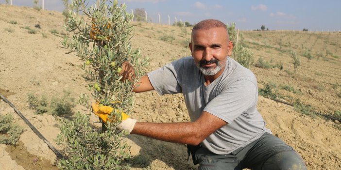 Adanalı gazinin tarıma merakı 950 ağaçlık zeytin bahçesine dönüştü