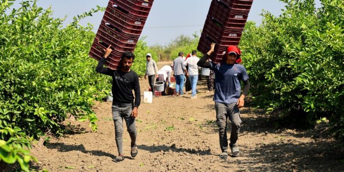 Çukurova'da tarım işçisi yevmiyeleri bin 613 lira oldu