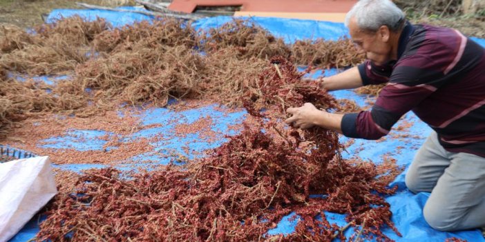 Yabani sumakları aşılanıp üretime kazandırıldı: Kilosu 900 TL’den alıcı buluyor