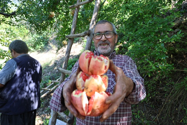 Coğrafi işaretli Kuytucak narında hasat başladı