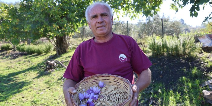 Adana'da safran hasadı başladı: Gramı 900 TL