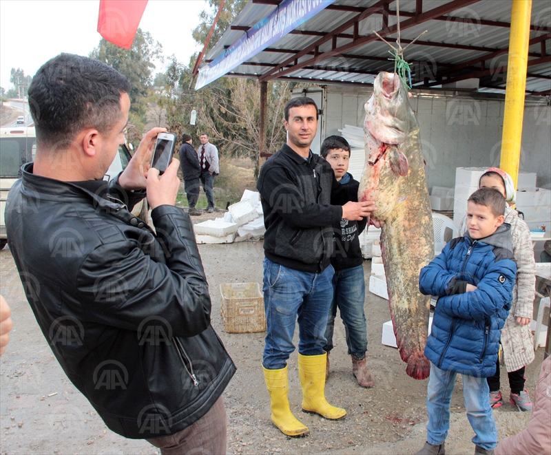 Seyhan Baraj Gölü'nde 50 kilogramlık yayın balığı yakalandı