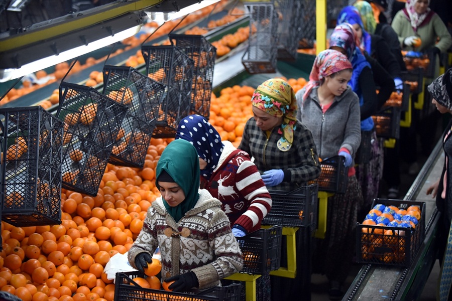 Türk narenciye sektörünün "Noel" mesaisi