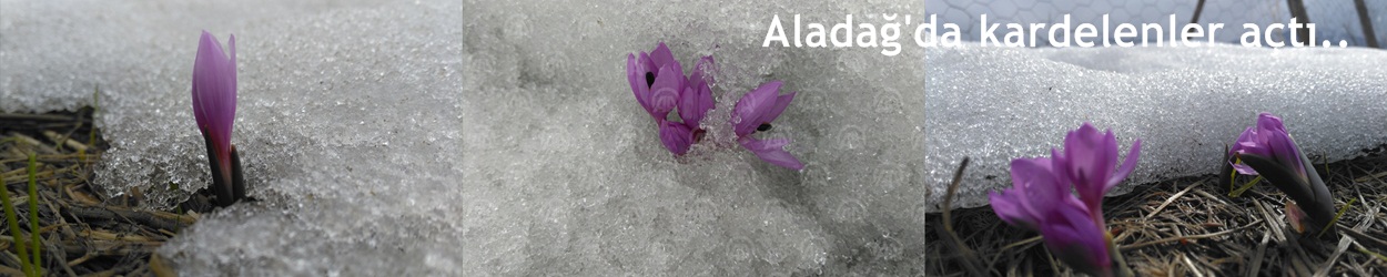 Aladağ'da kardelenler açtı