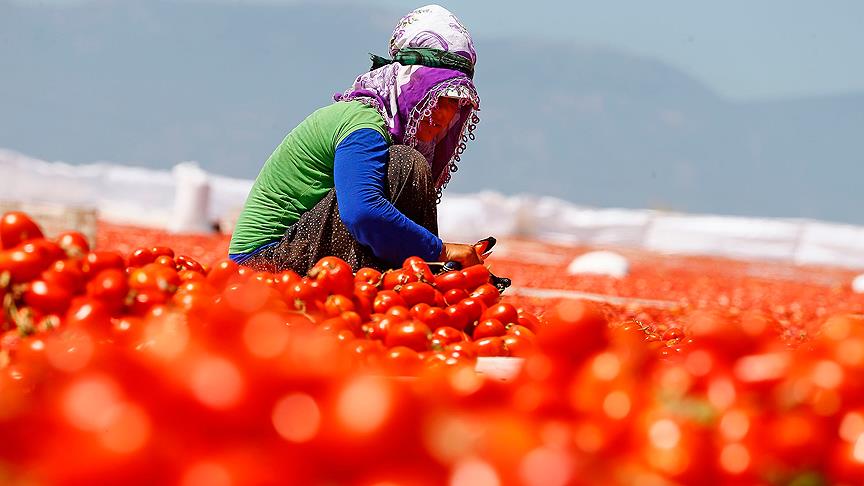 Domatesin ekonomiye katkısı 12,7 milyar lira..