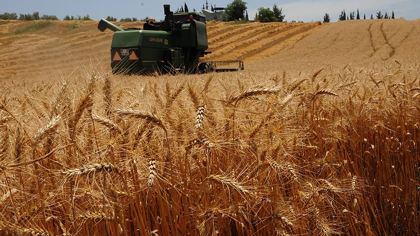 Kozan’da buğday sezonu açıldı