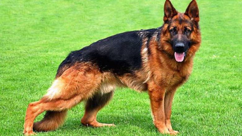 Polis köpeği Lady 'siciline' 2,5 ton uyuşturucu yazdırdı