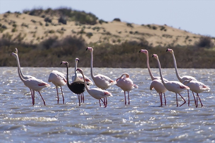 Adana'da siyah flamingo görüntülendi