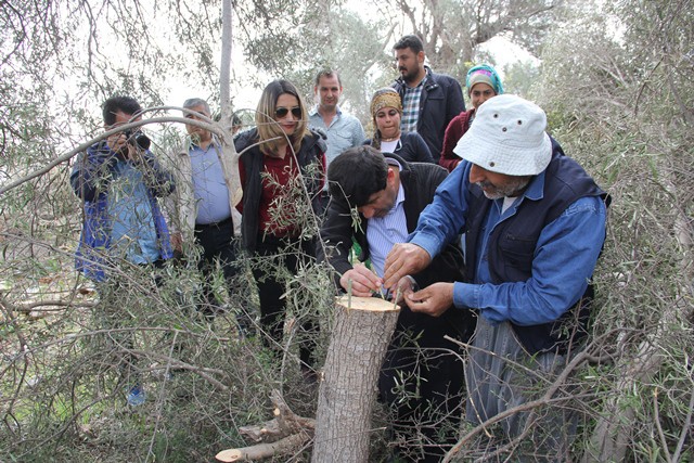 Adana’da 15 bin zeytin ağacı aşılanacak