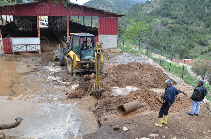 Adana'da su basan ahırdaki 23 oğlak telef oldu