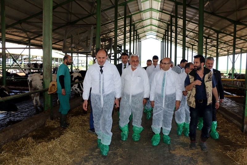 "Damızlık Düve Projesi" 