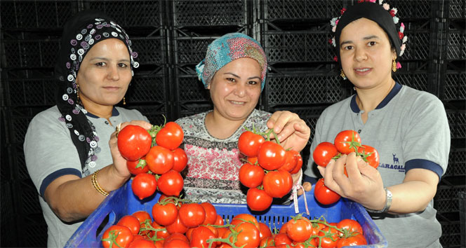 Kasımda en fazla domatesin fiyatı arttı