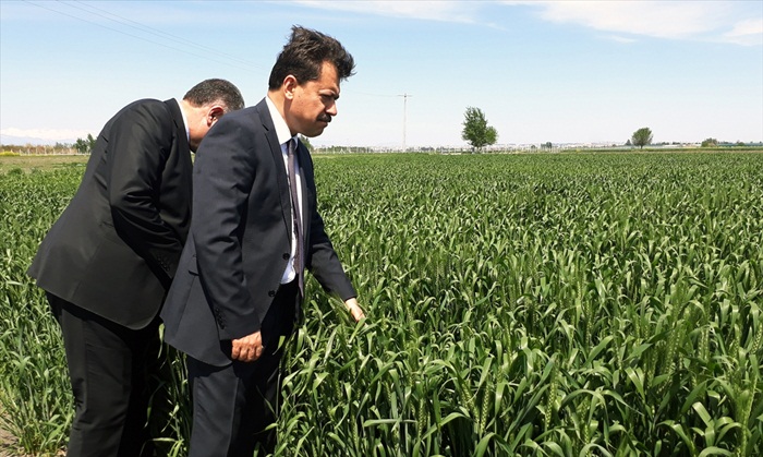 Hükümlülerin ektiği buğdaylar başak verdi