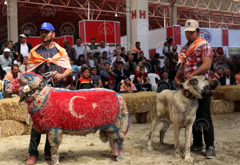 Hayvan pazarlarında kurban hareketliliği