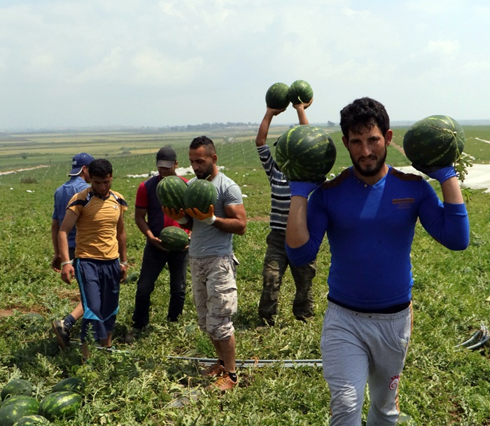 Adana'da turfanda karpuz hasadı başladı 