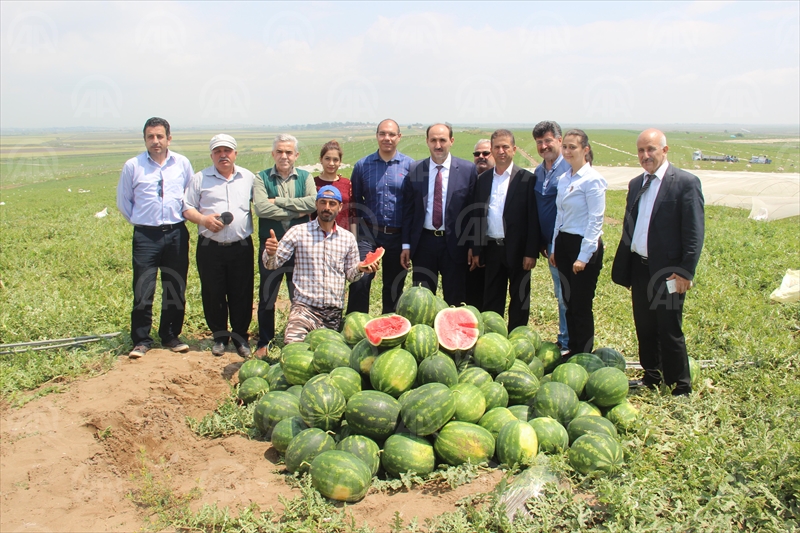 Adana'da karpuz hasadı başladı