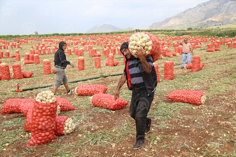 Hasat patates fiyatını düşürecek