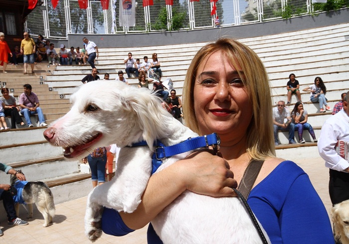 Köpek güzellik yarışması