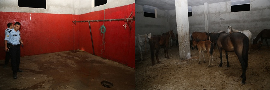 Adana'da tek tırnaklı hayvan kesimi iddiası