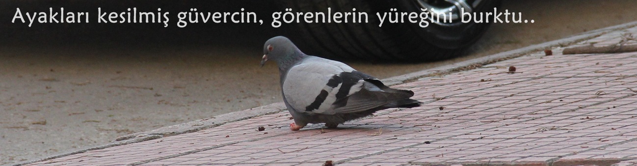 Güvercinin ayaklarını kestiler
