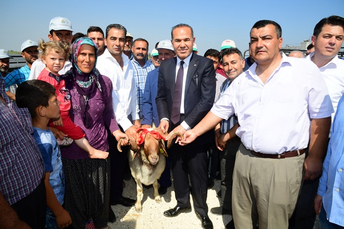 Büyükşehir Belediyesi’nden üreticiye damızlık koç dağıtımı