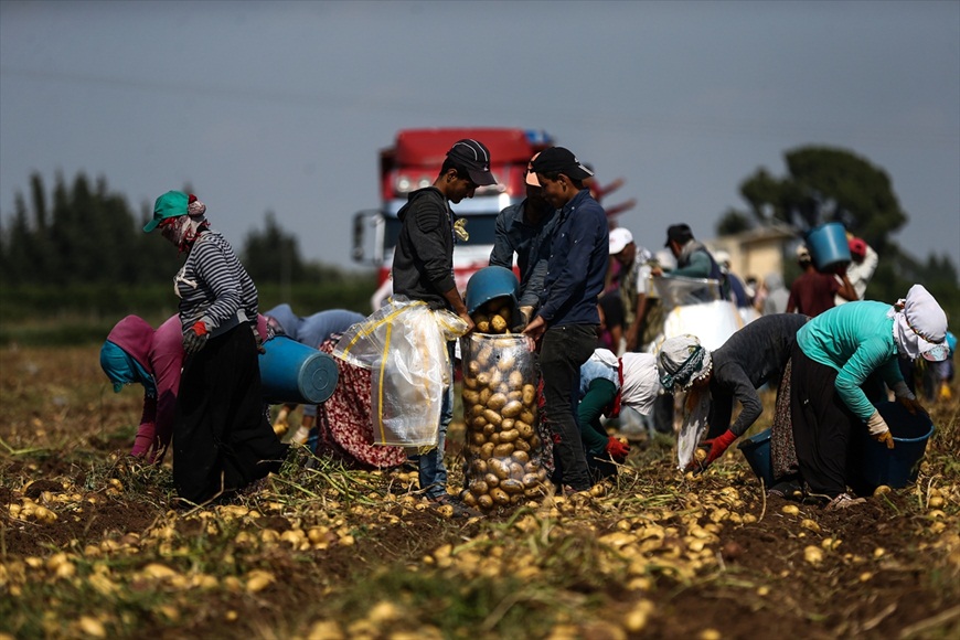 Kavurucu sıcak altında tarlada ekmek mücadelesi