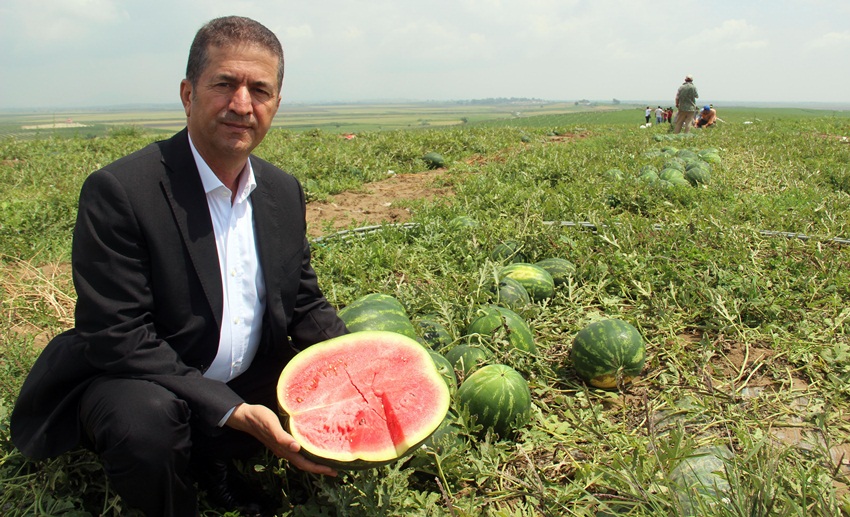 Adana’da karpuz hasadı başladı 