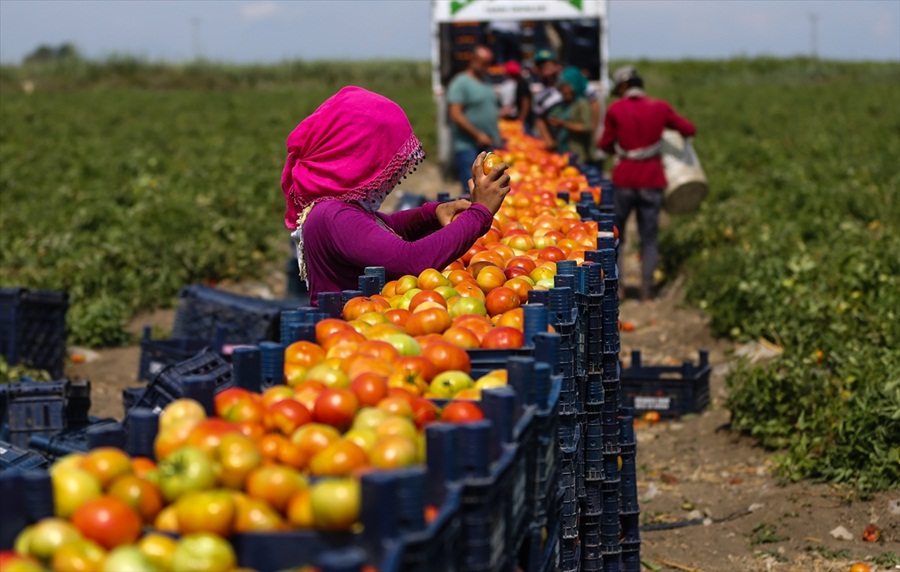 Türkiye domatesten 1 milyar dolar döviz hedefliyor