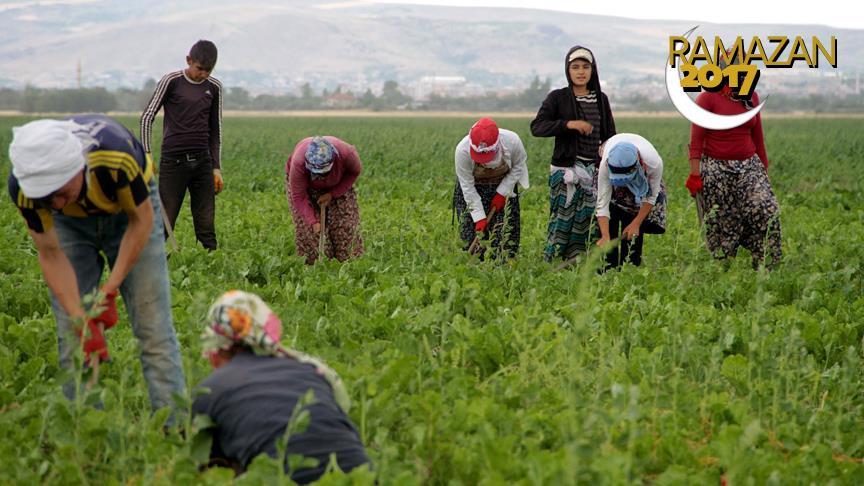 Evlerinden uzakta tarlalarda ekmek mücadelesi veriyorlar