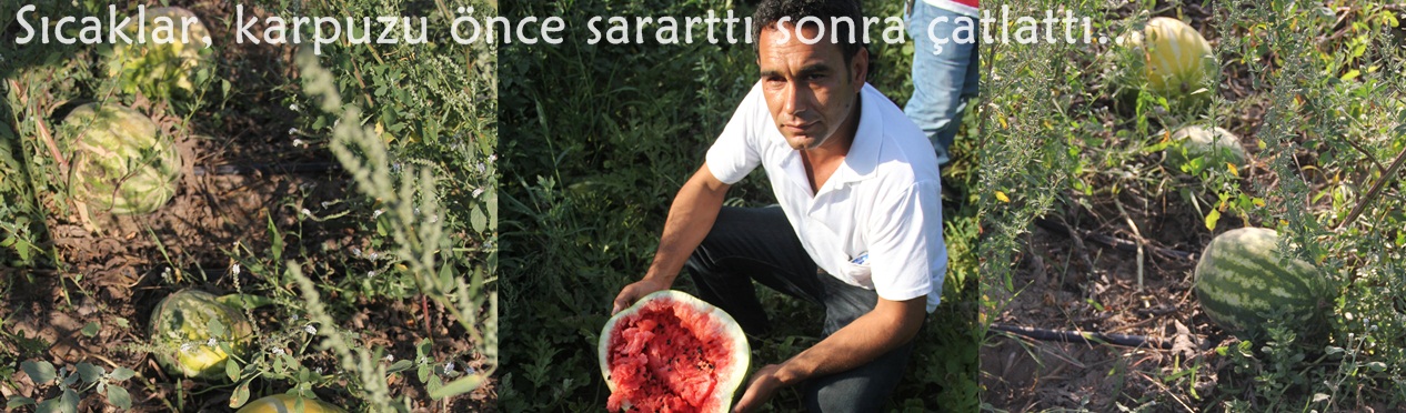 Sıcaklar, karpuzu önce sararttı sonra çatlattı 
