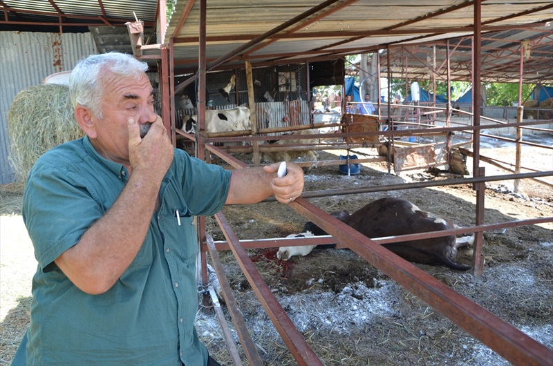 Adana'da ahırda şüpheli inek ölümleri