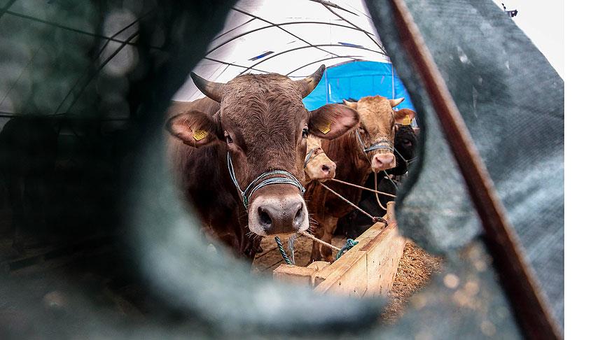 Adana’da Kurbanlık Fiyatları Belli Oldu