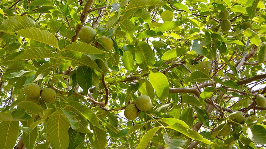 Cevizde "bereket hasadı" başlıyor