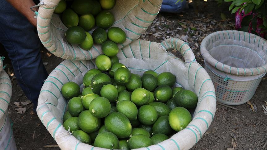 İklim şartlarından verimi düşen limon el yakacak