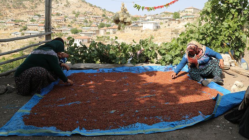 Saimbeyli'de yabani sumaklar aşılanarak gelir getirici ürün haline getiriliyor