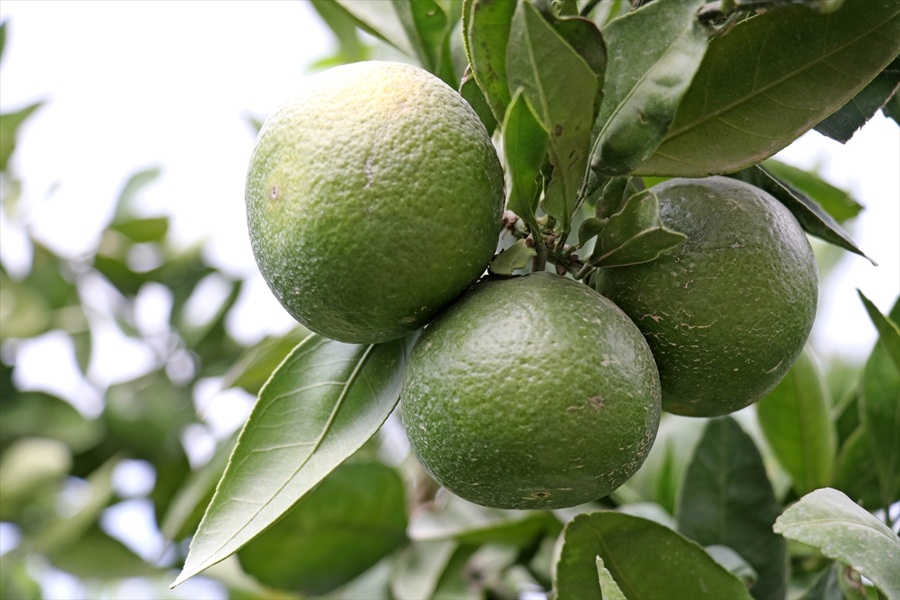 Çukurova'da erkenci mandalina hasadı 