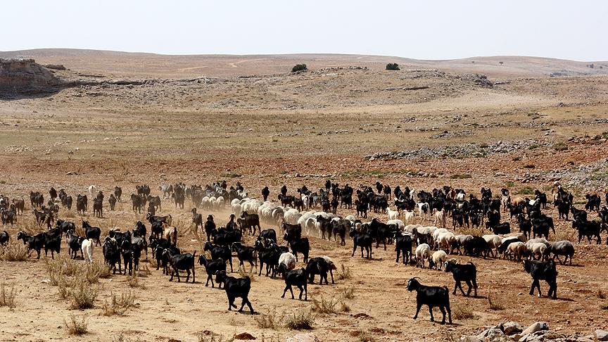 Toroslar'ın Yörükleri dönüş hazırlığında