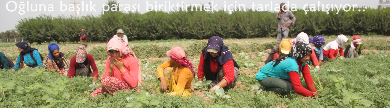 Oğluna başlık parası biriktirmek için tarlada çalışıyor 