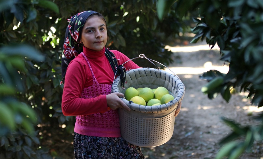 Portakal 1,45 liradan işlem gördü